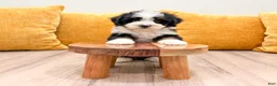 Mini Bernedoodle dogs for sale: Hope - Ad 4
