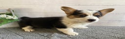 Welsh Corgi Pembroke dogs for sale: Penny - Ad 4