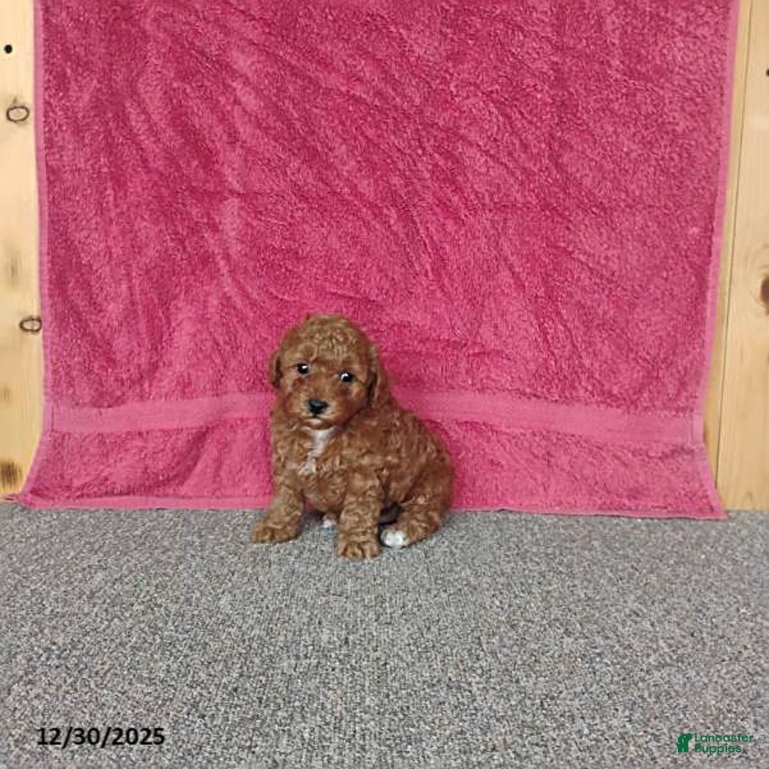 Toy Poodle dogs for sale: Chewy - Ad 3