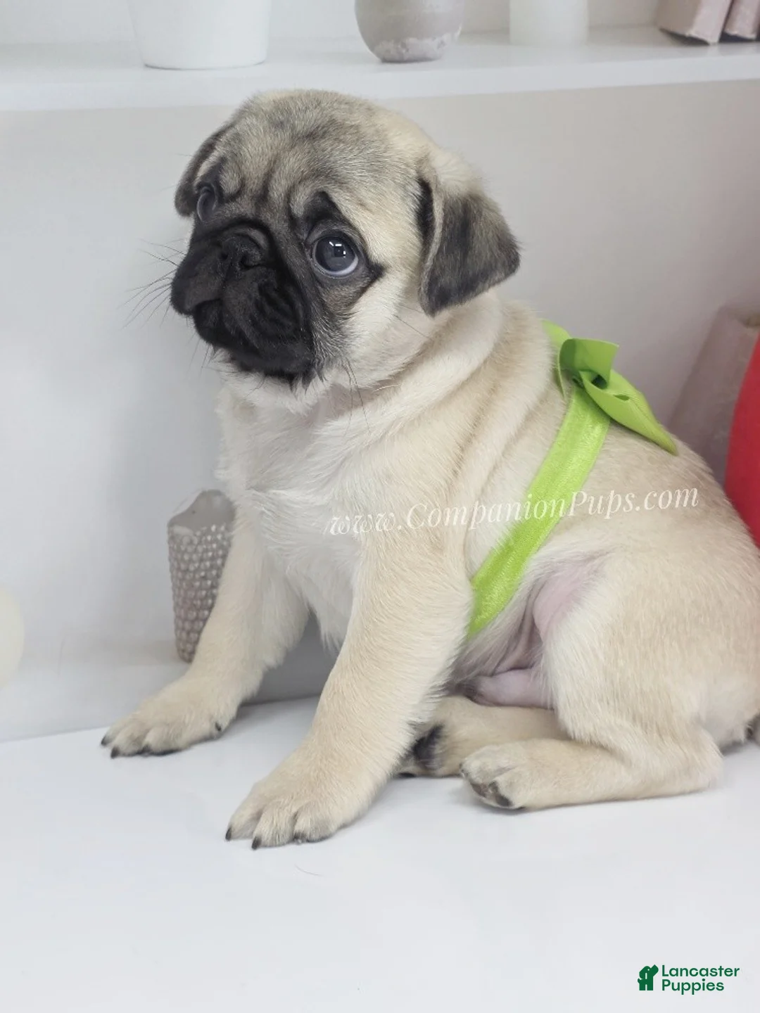 Pug dogs for sale: Clover - Silver Fawn Pug Puppy - Ad 10