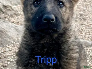 German Shepherd dogs Tripp - Ad 5