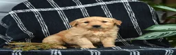 Golden Retriever dogs for sale: Crumbles - Ad 1