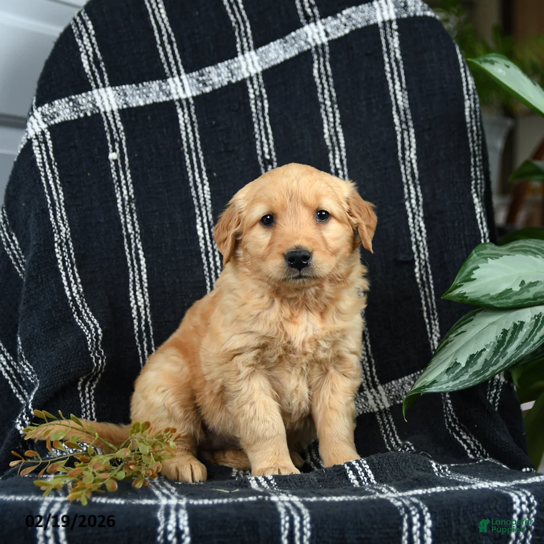 Golden Retriever dogs for sale: Crumbles - Ad 1