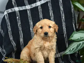 Golden Retriever dogs for sale: Crumbles - Ad 2