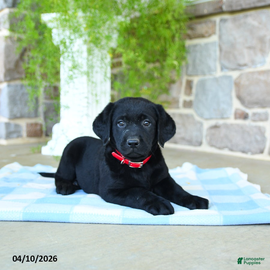 Labrador Retriever dogs Apple - Ad 1