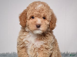 Mini Goldendoodle dogs Mr. Orlando - Ad 2