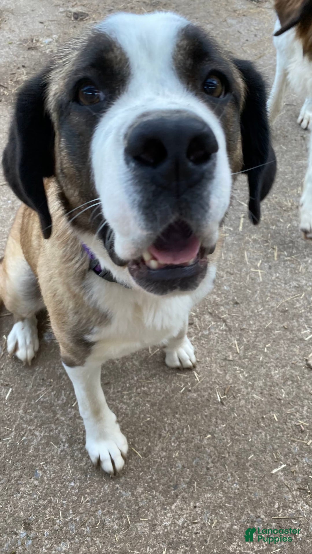 Gallery Image {{count}}