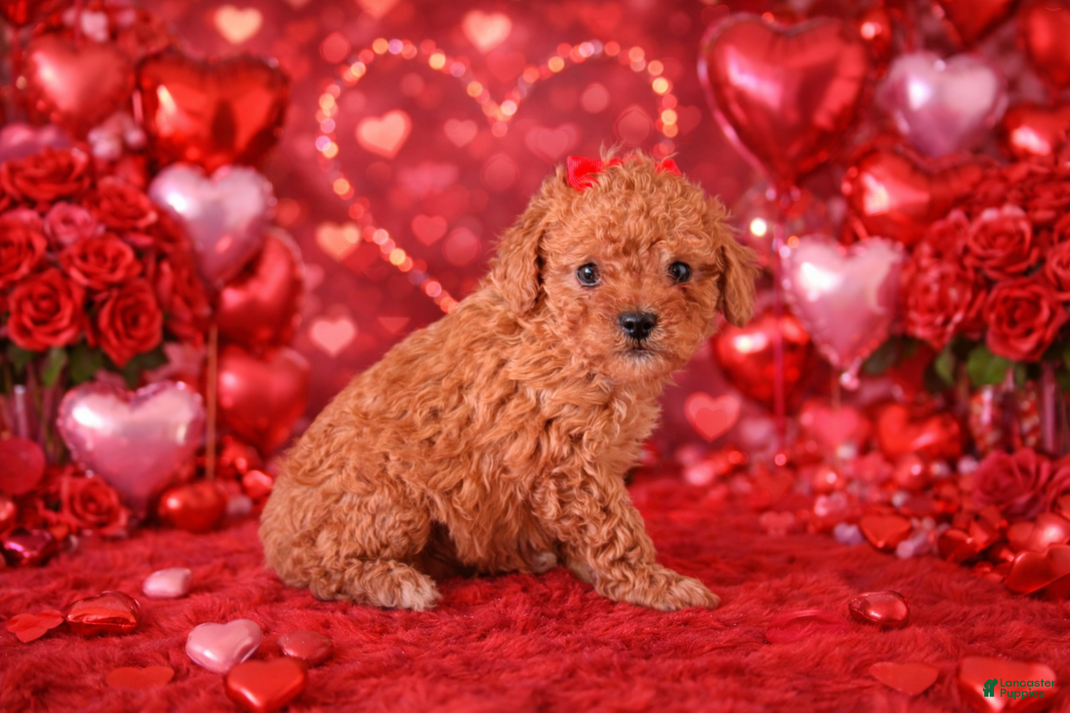 Miniature Poodle dogs Sammy - Ad 34