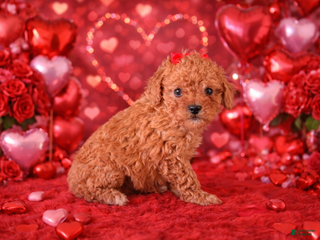Miniature Poodle dogs Sammy - Ad 34