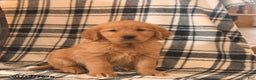 Golden Retriever dogs for sale: Vader  - Ad 2