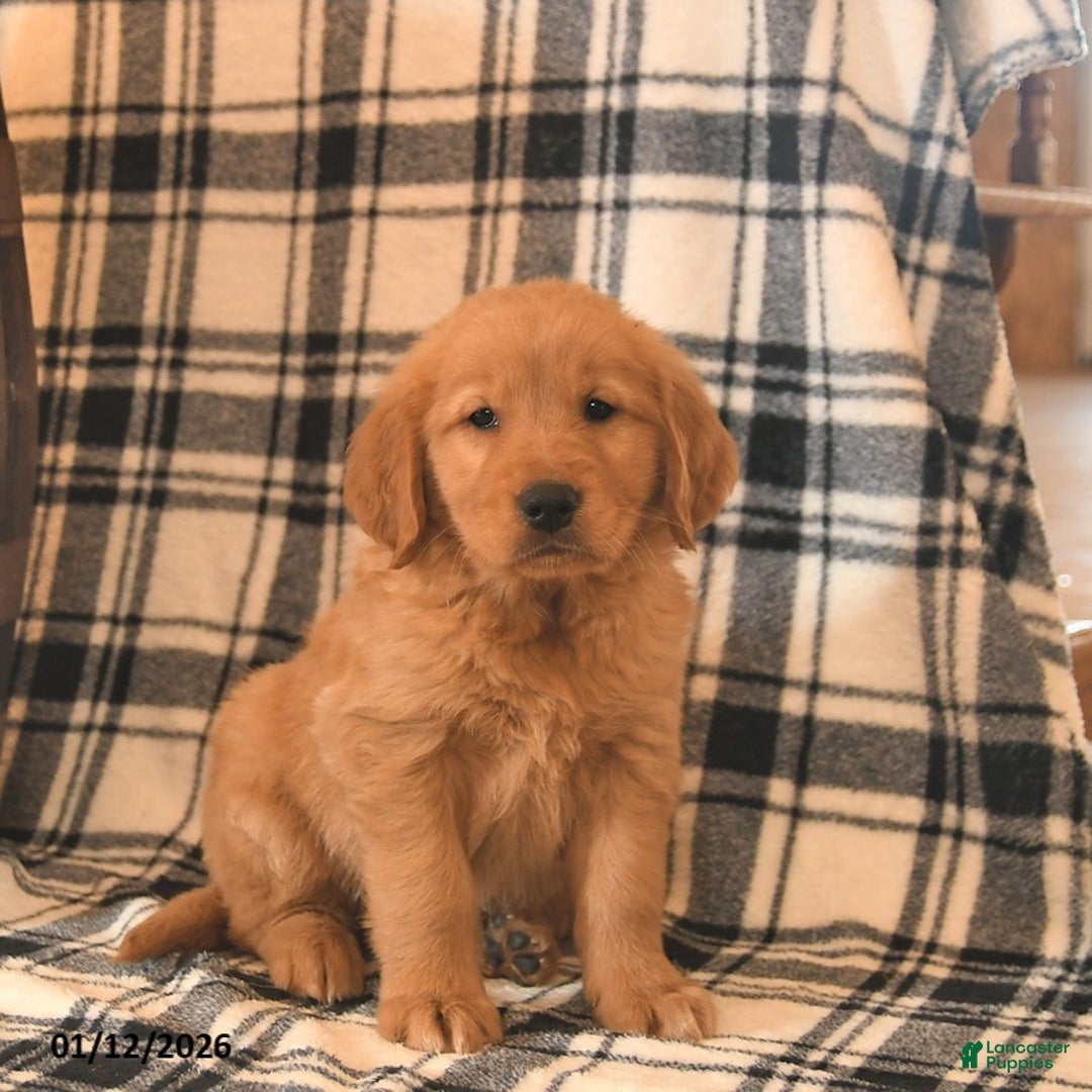 Golden Retriever dogs for sale: Vader  - Ad 2
