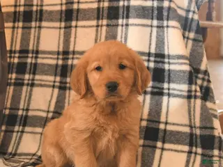 Golden Retriever dogs Vader - Ad 4