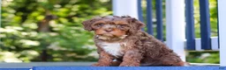 Cavapoo dogs for sale: Teddy - Ad 5
