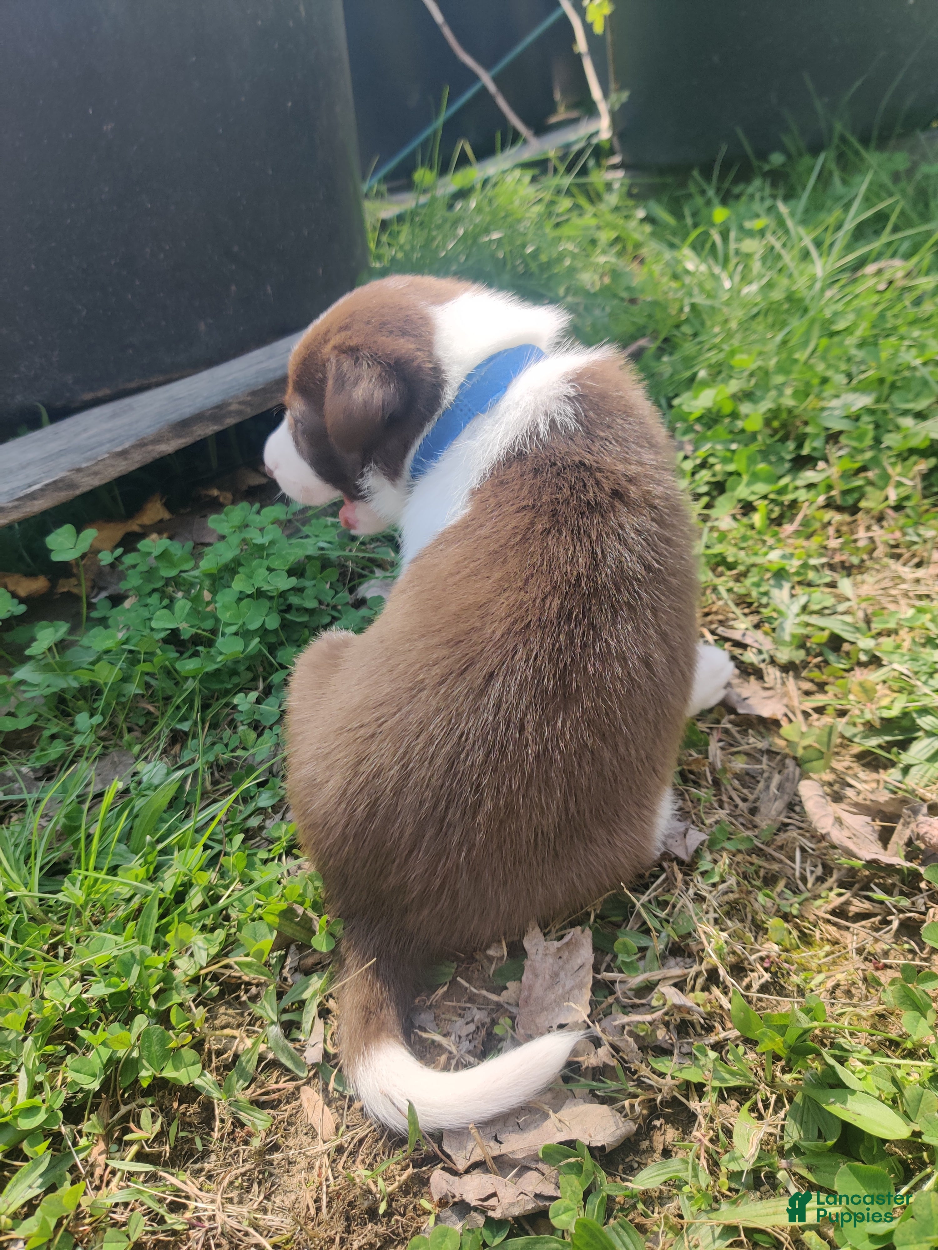 Border Collie dogs Bluto - Ad 27