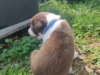 Border Collie dogs Bluto - Ad 27