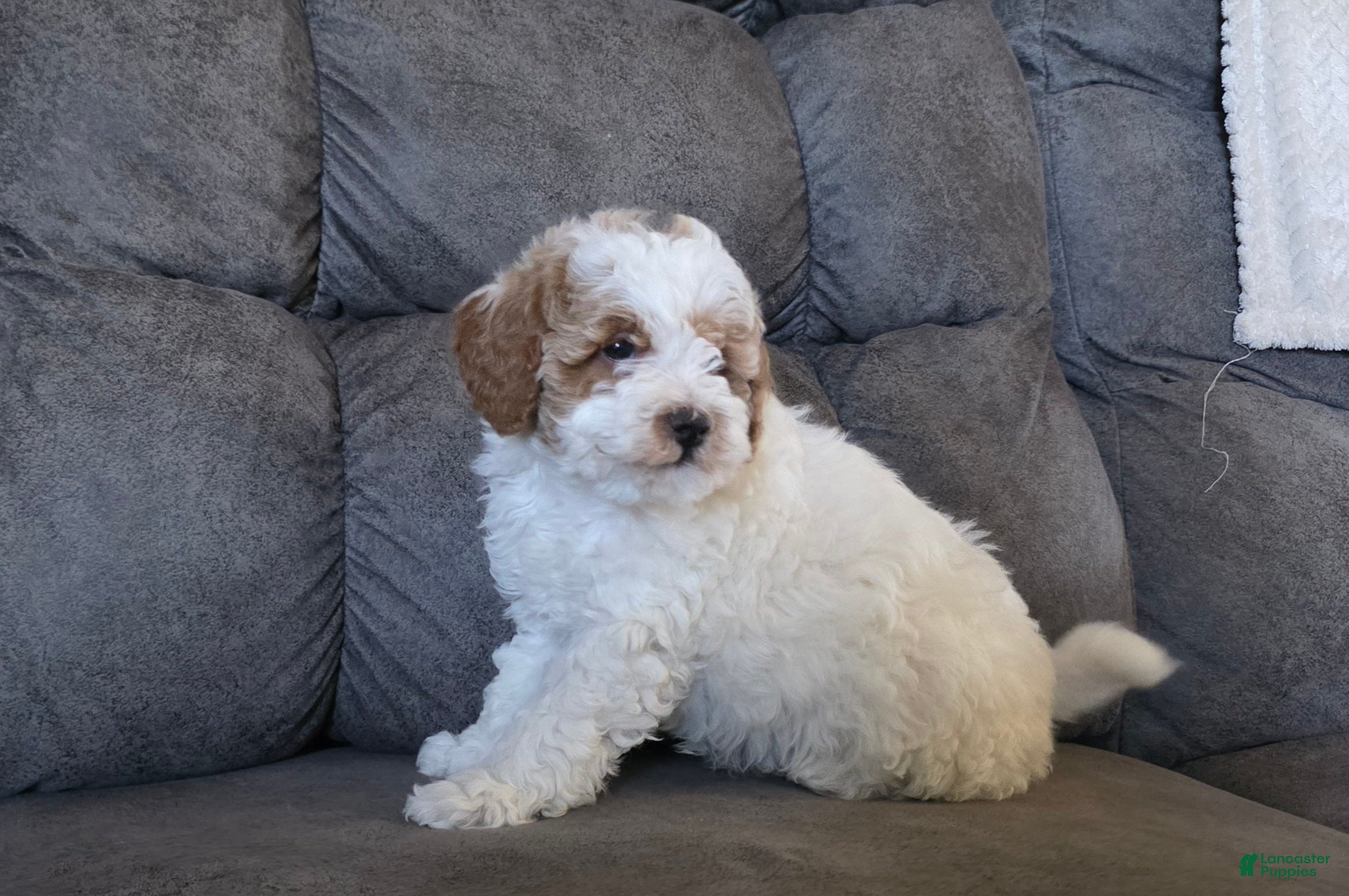 Miniature Poodle dogs Max - Ad 2