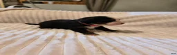 Bernese Mountain Dog dogs for sale: Bernese Mountain Dog 6 - Ad 5