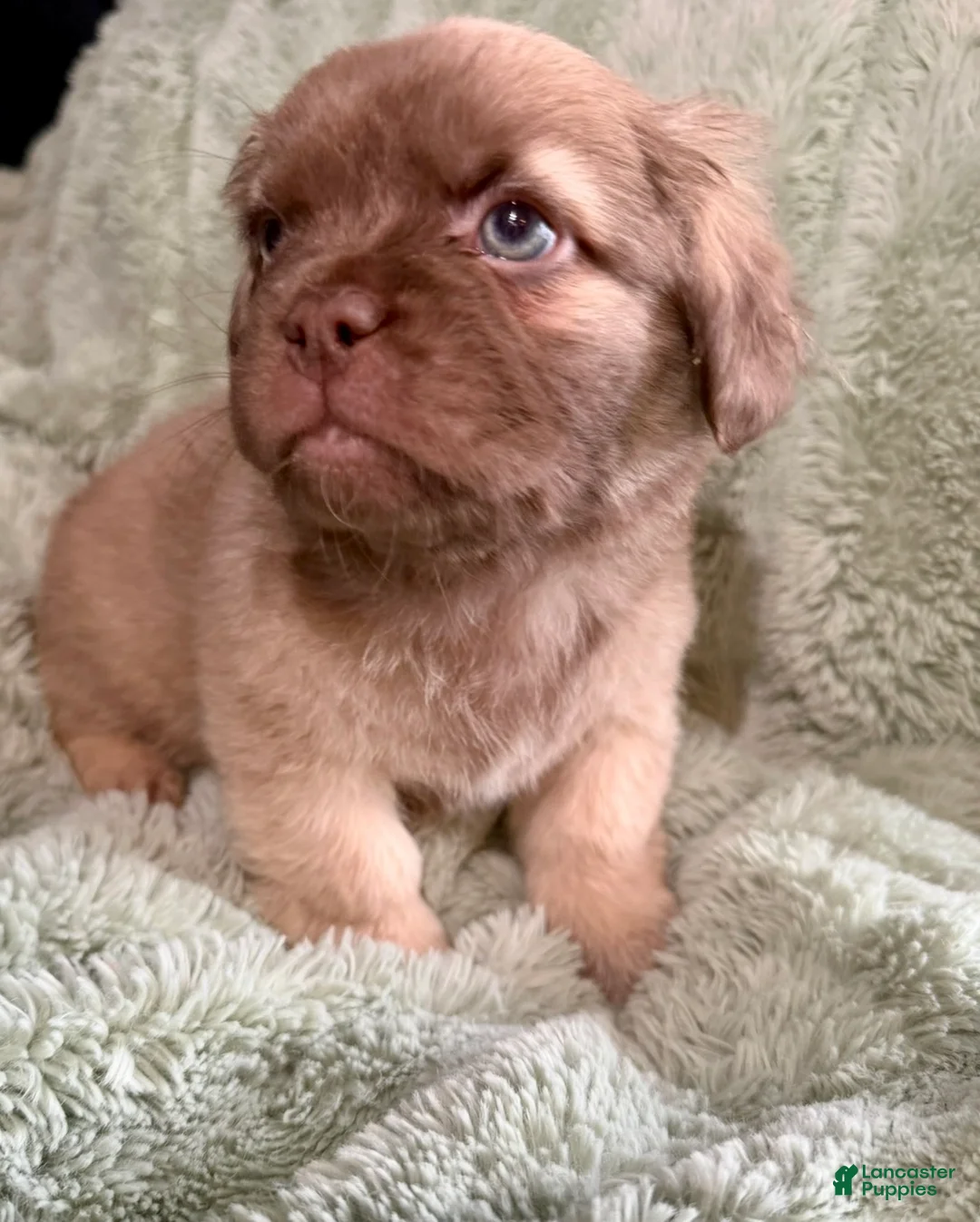 French Bulldog dogs for sale: Bashful - Ad 2