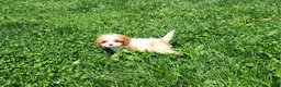 Cavapoo dogs for sale: Button  - Ad 4