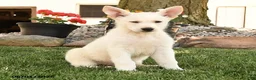 German Shepherd dogs for sale: Franklin - Ad 5