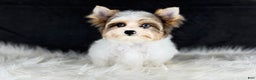 Yorkshire Terrier dogs for sale: Stuart 2 blue eyes  - Ad 5