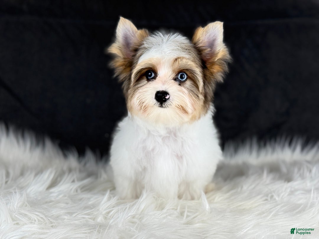 Yorkshire Terrier dogs for sale: Stuart 2 blue eyes  - Ad 5
