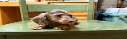 Miniature Dachshund dogs for sale: AKC Russian pra clear - Ad 103