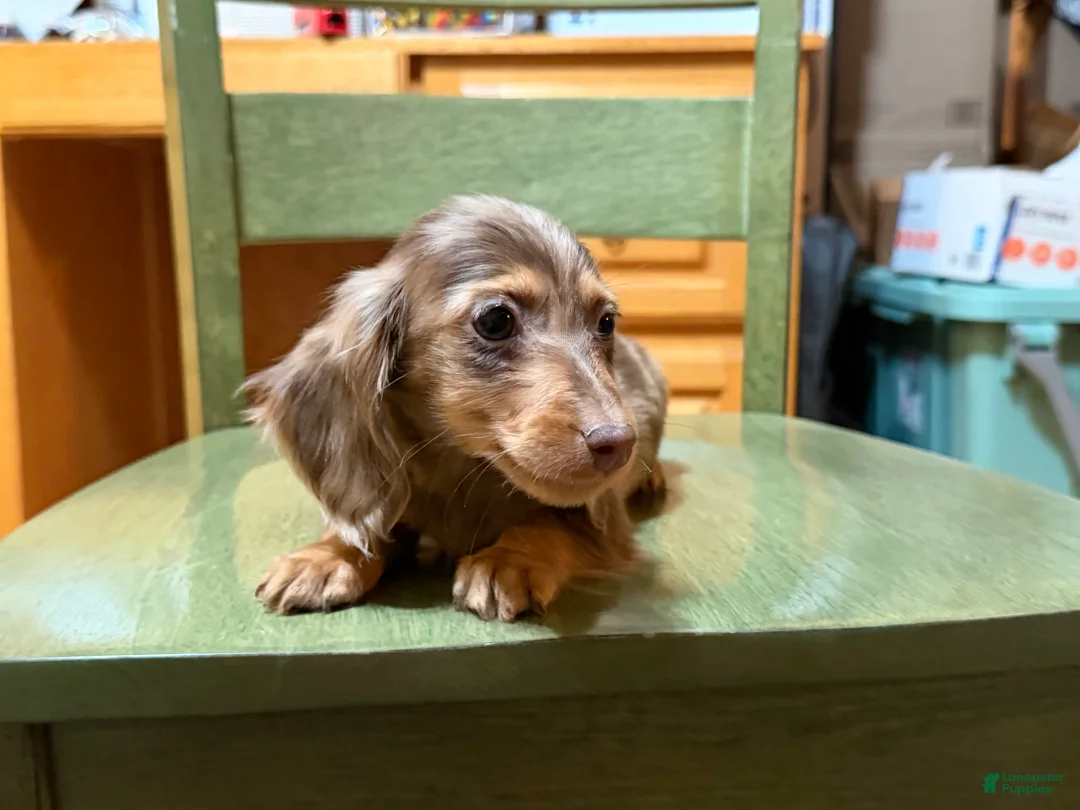 Miniature Dachshund dogs for sale: AKC Russian pra clear - Ad 103