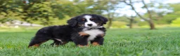 Miniature Bernese Mountain Dog dogs for sale: Kory - Ad 5