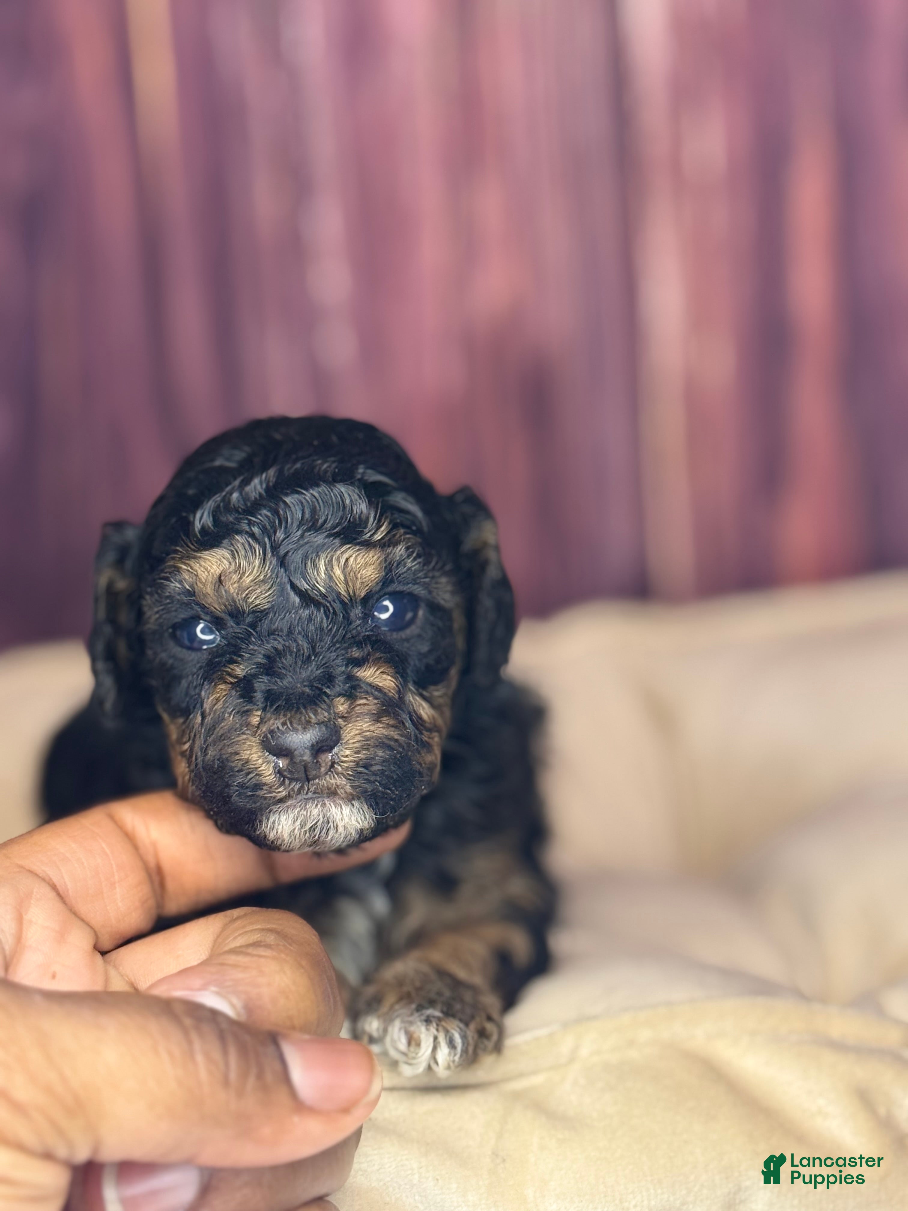 Miniature Poodle dogs Marie - Ad 21