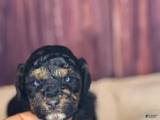 Miniature Poodle dogs Marie - Ad 21