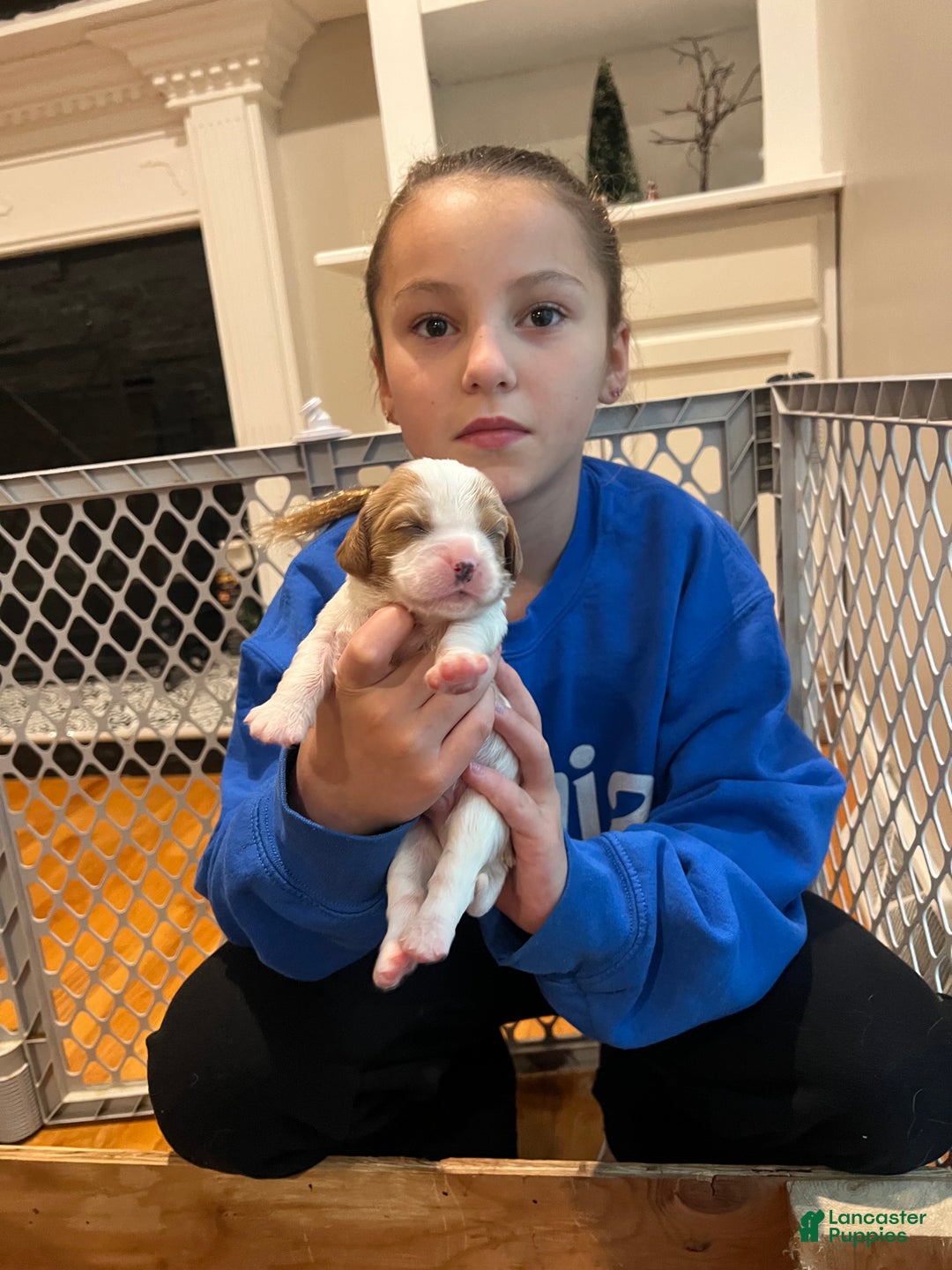 Cavalier King Charles Spaniel dogs for sale: Girl 1  - Ad 14