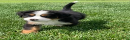 Bernese Mountain Dog dogs for sale: Elvis - Ad 12