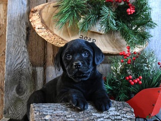 Labrador Retriever dogs Roxy - Ad 6