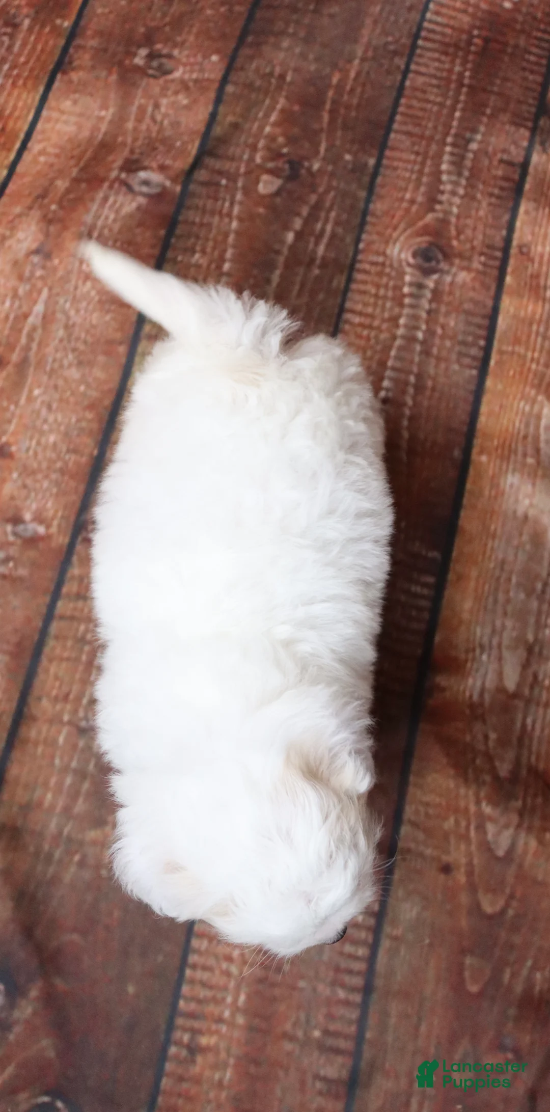 Cavapoo dogs for sale: Frosting - Ad 7