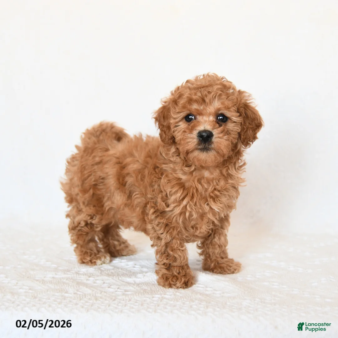 Miniature Poodle dogs for sale: Hazel - Ad 2