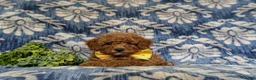 Miniature Poodle dogs for sale: Spalding - Ad 6