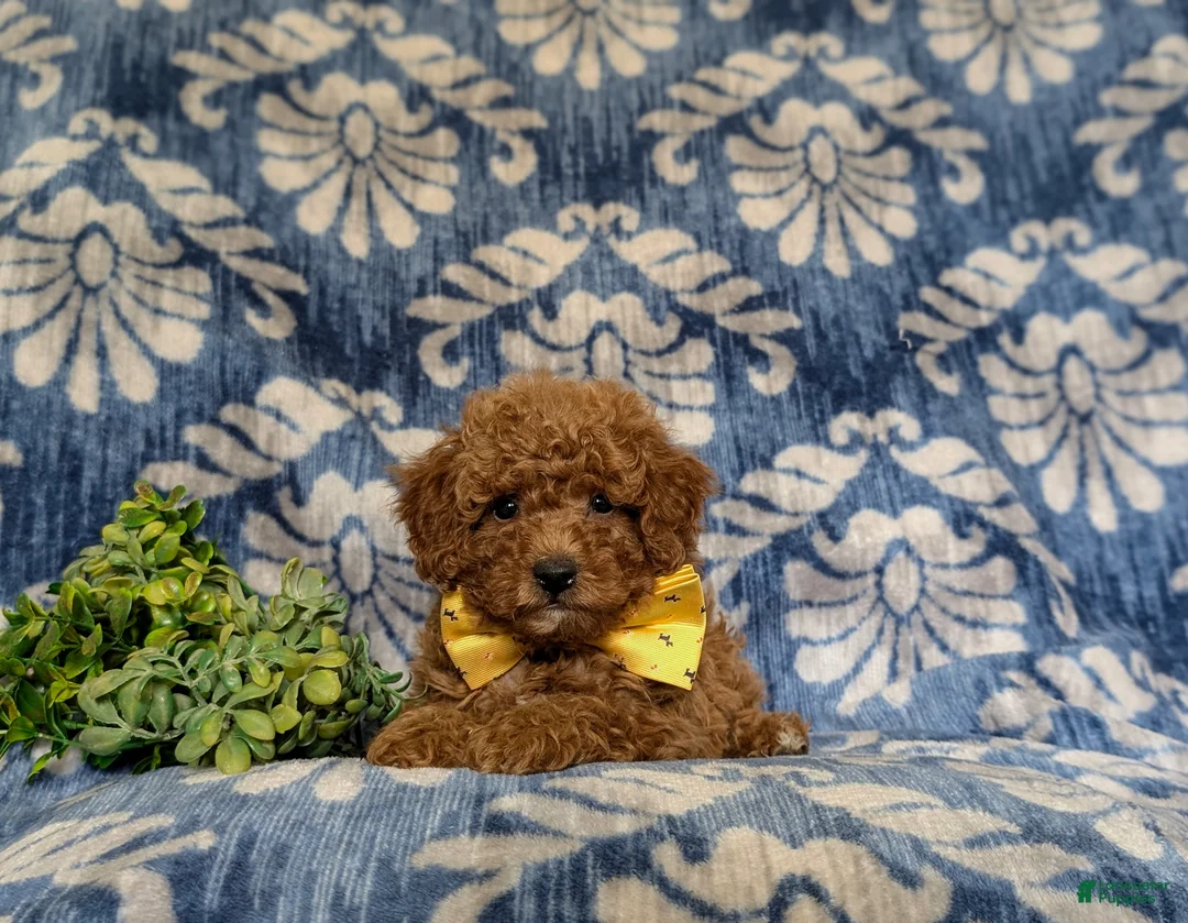 Miniature Poodle dogs for sale: Spalding - Ad 6