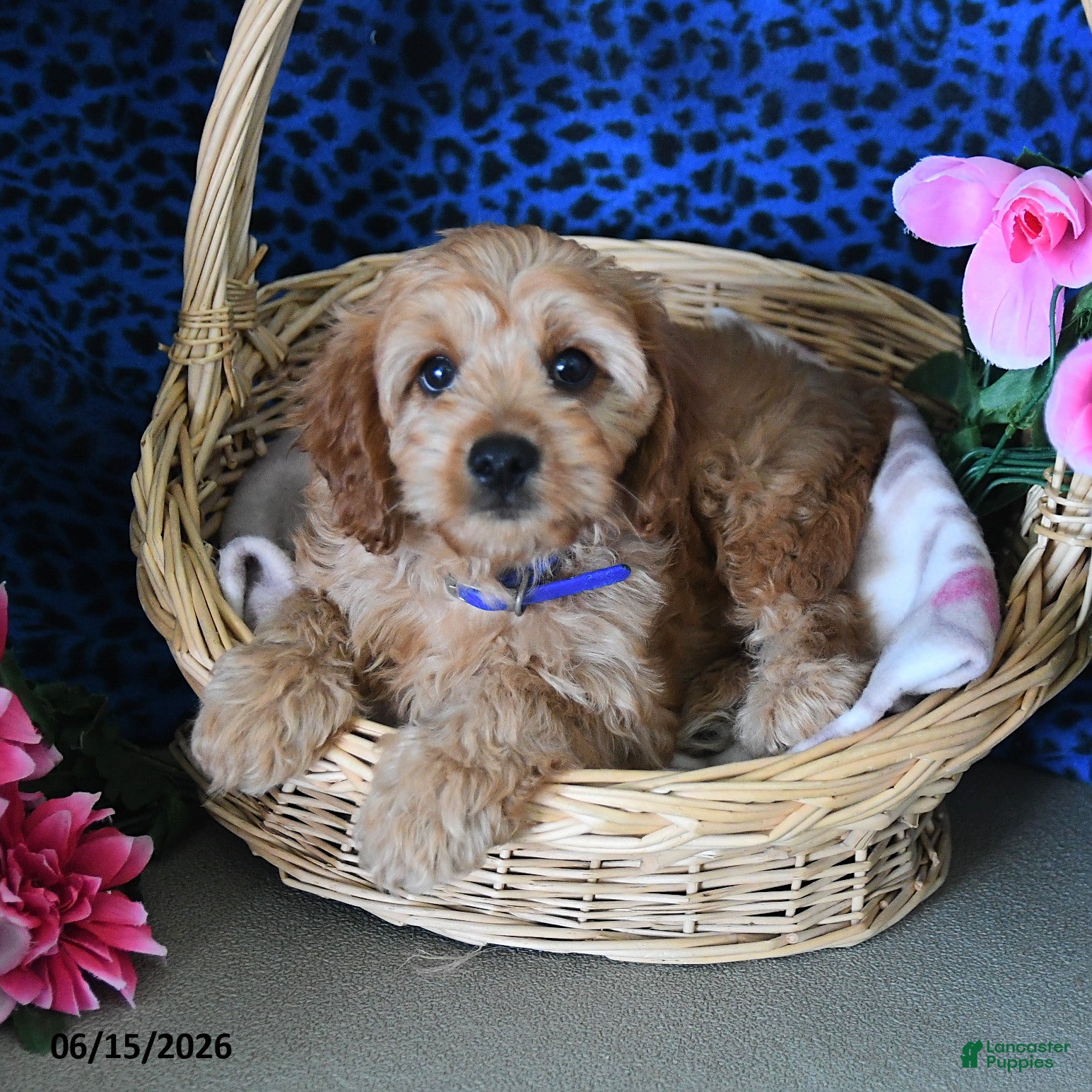 Cavapoo dogs Carter - Ad 1