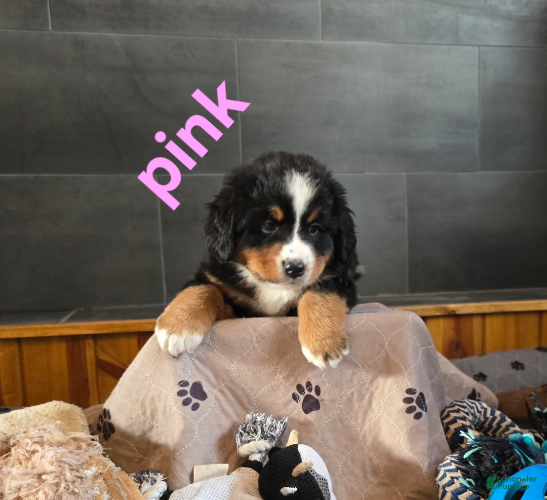 Bernese Mountain Dog dogs for sale: Pink - Ad 10