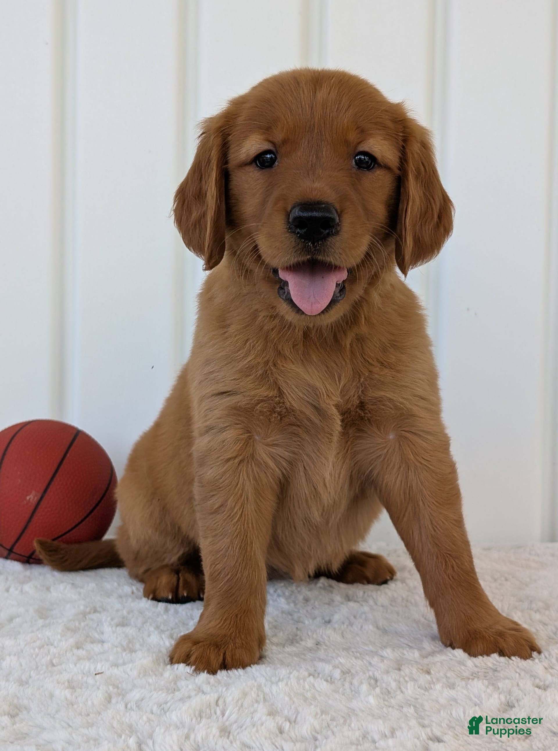 Red Coat Buy Red Golden Retriever Copper Retriever Puppy Red