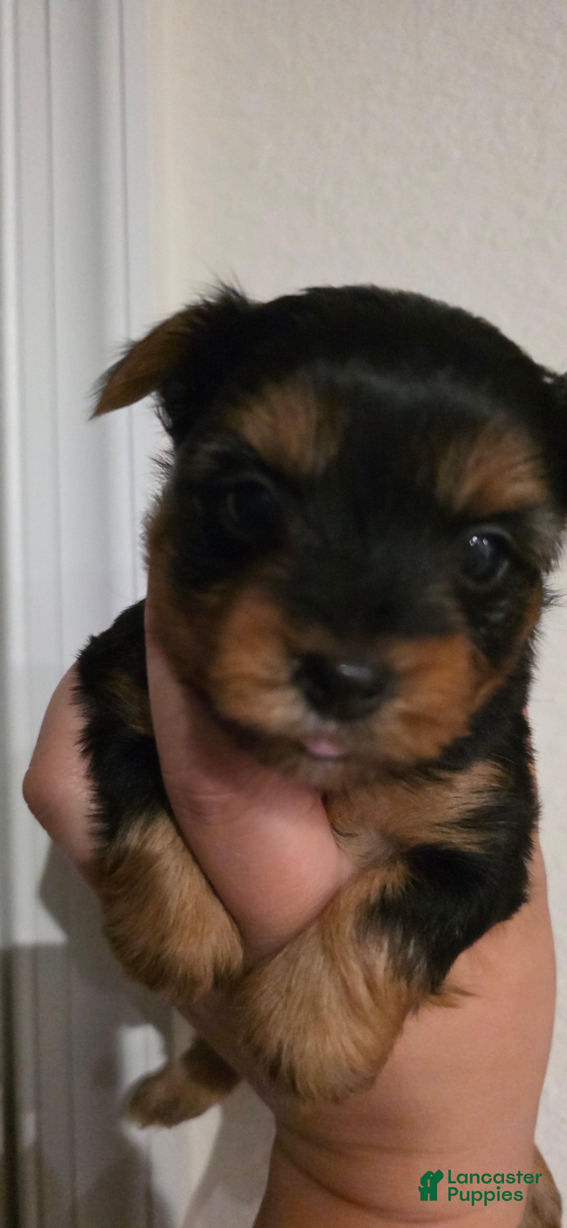 Yorkshire Terrier dogs Rogue - Ad 34