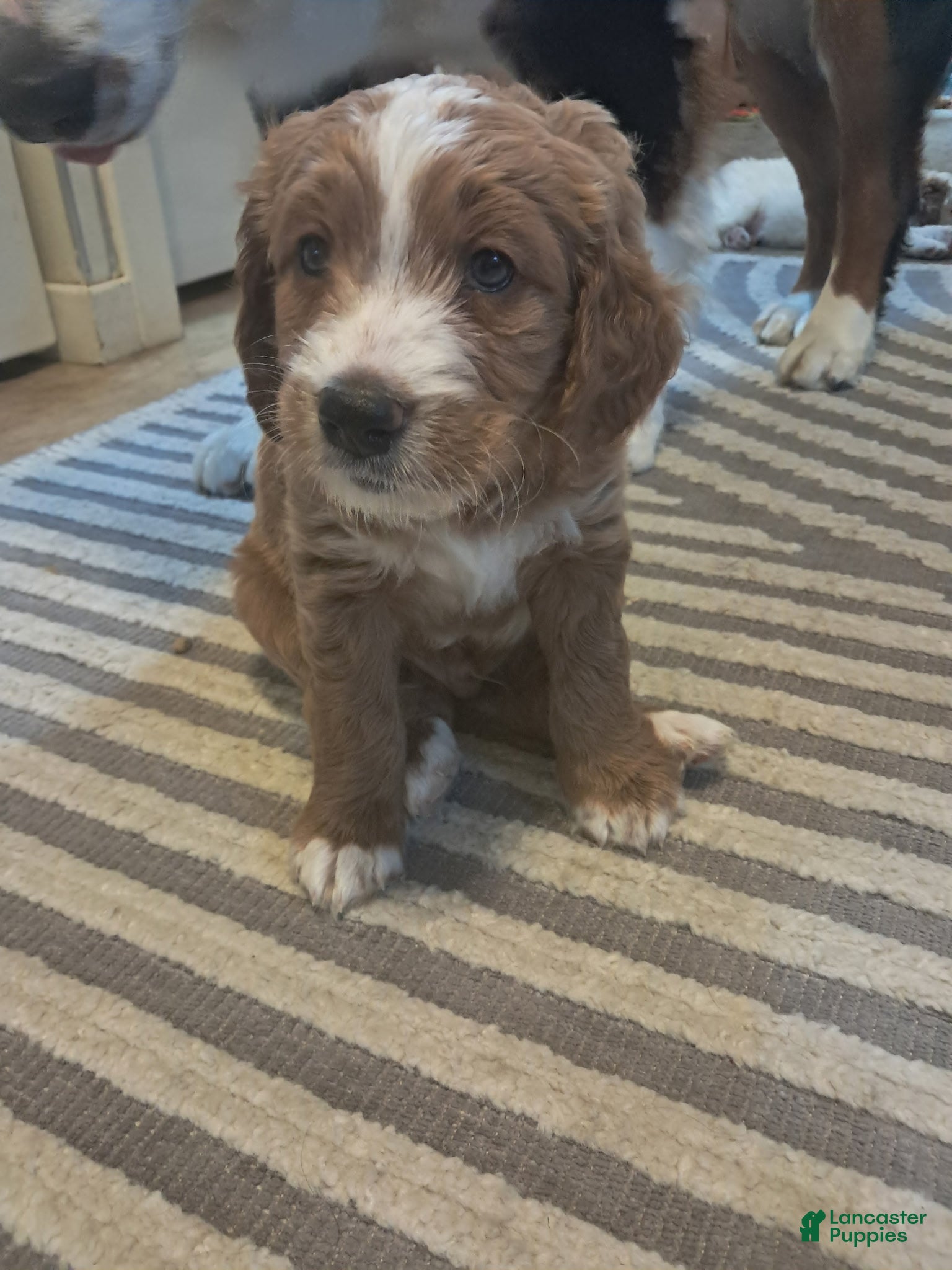 Double Doodle dogs Samson - Ad 1