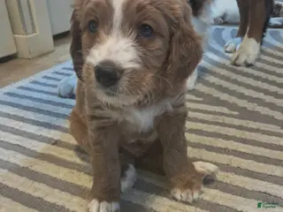 Double Doodle dogs for sale: Samson - Ad 4