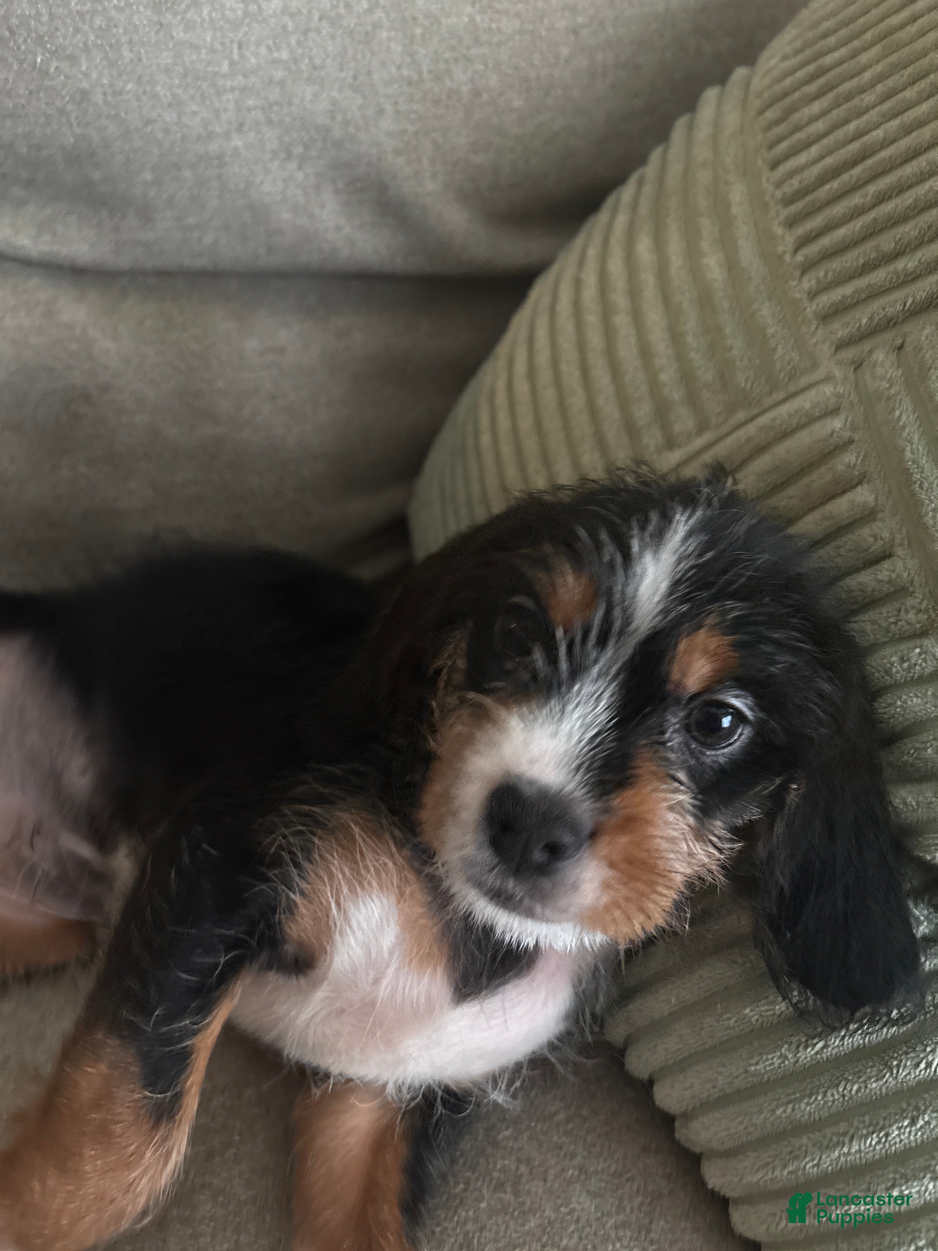 Mixed Breed dogs Mixed Breed Puppy 3 - Ad 30