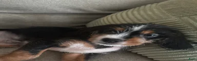Mixed Breed Puppy 3