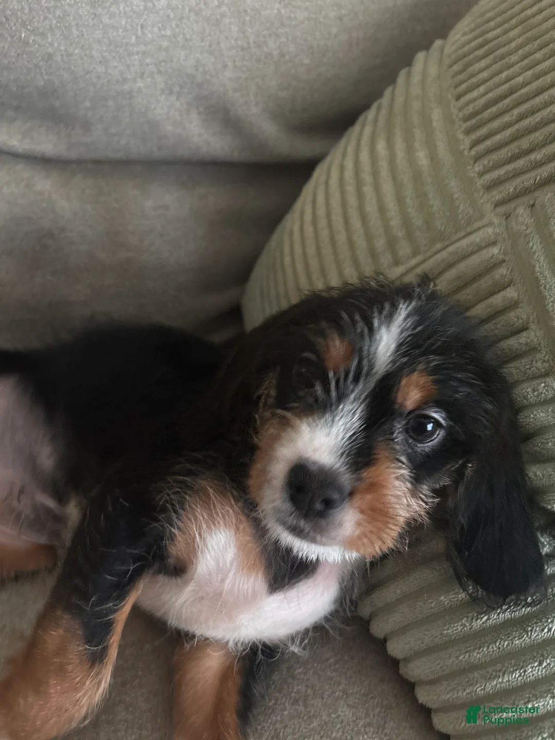 Mixed Breed dogs for sale: Mixed Breed Puppy 3 - Ad 1