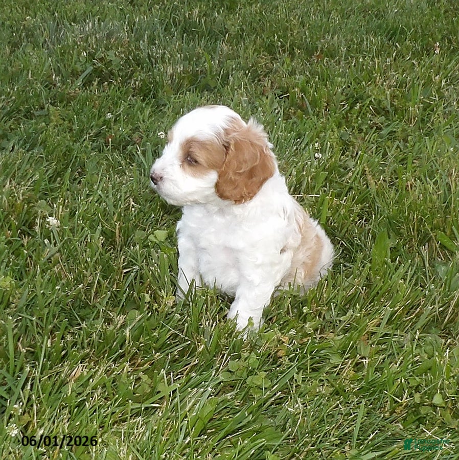 Cockapoo dogs for sale: Preston - Ad 3
