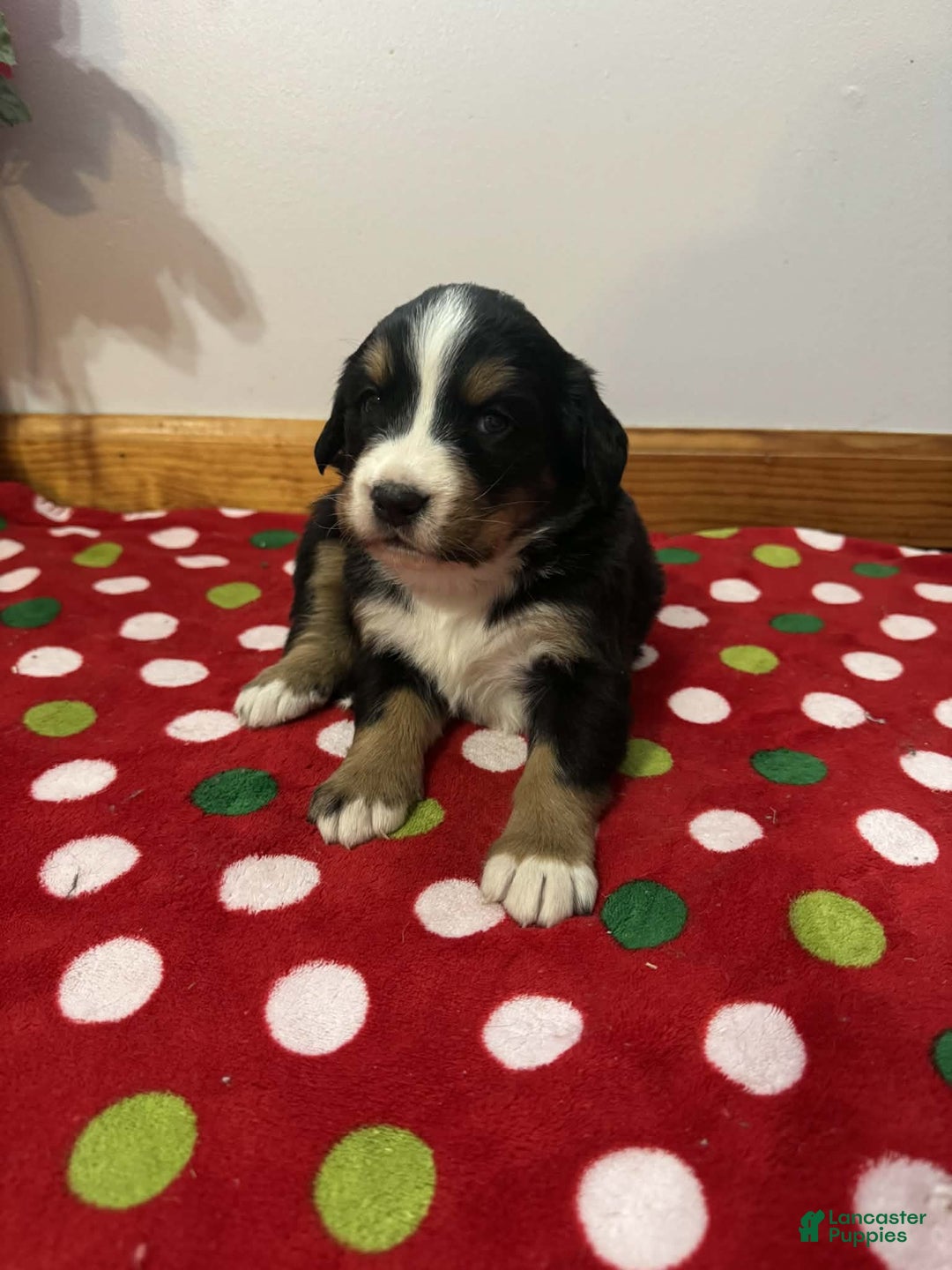 Bernese Mountain Dog dogs for sale: Hazel - Ad 2