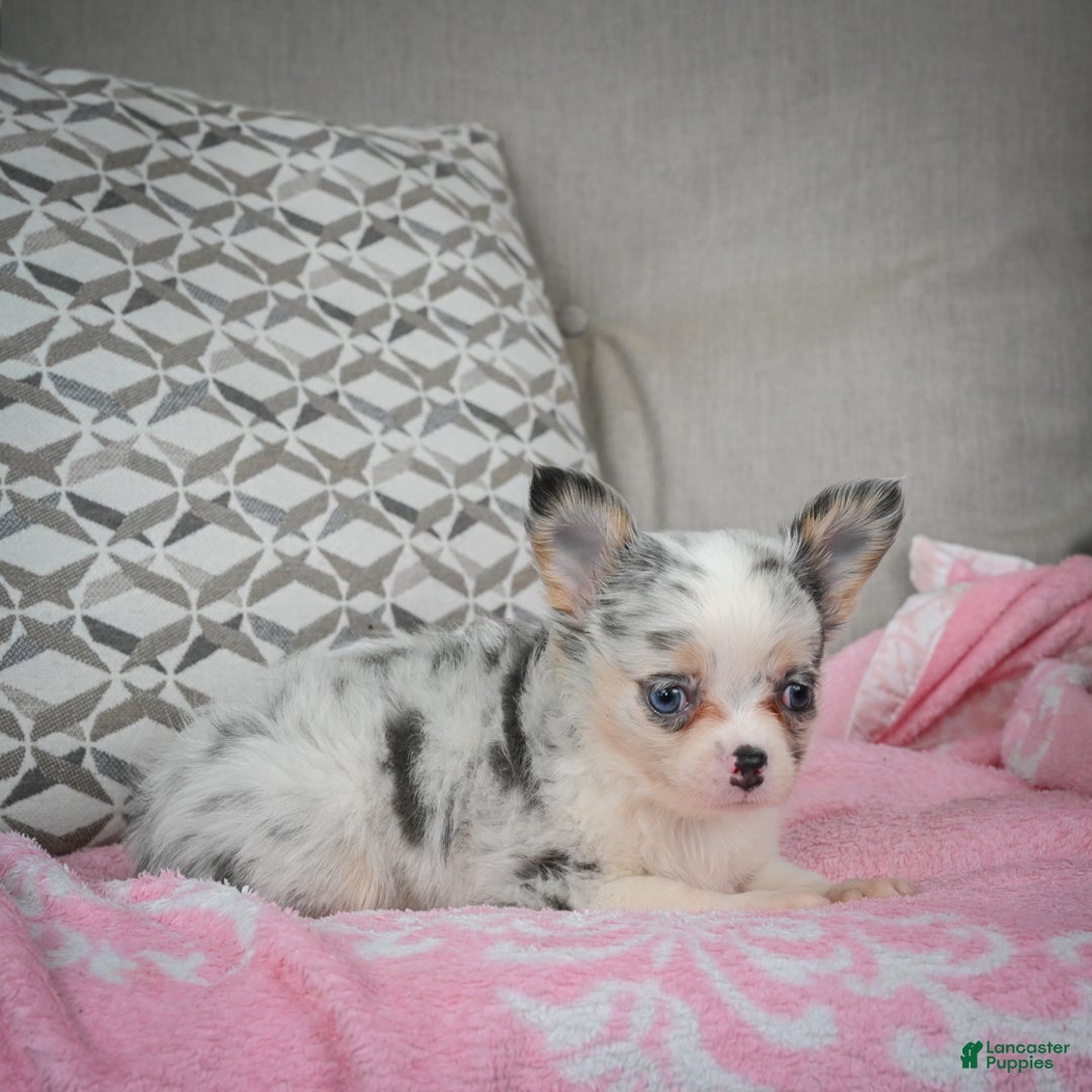 Chihuahua dogs for sale: Romeo - Ad 6